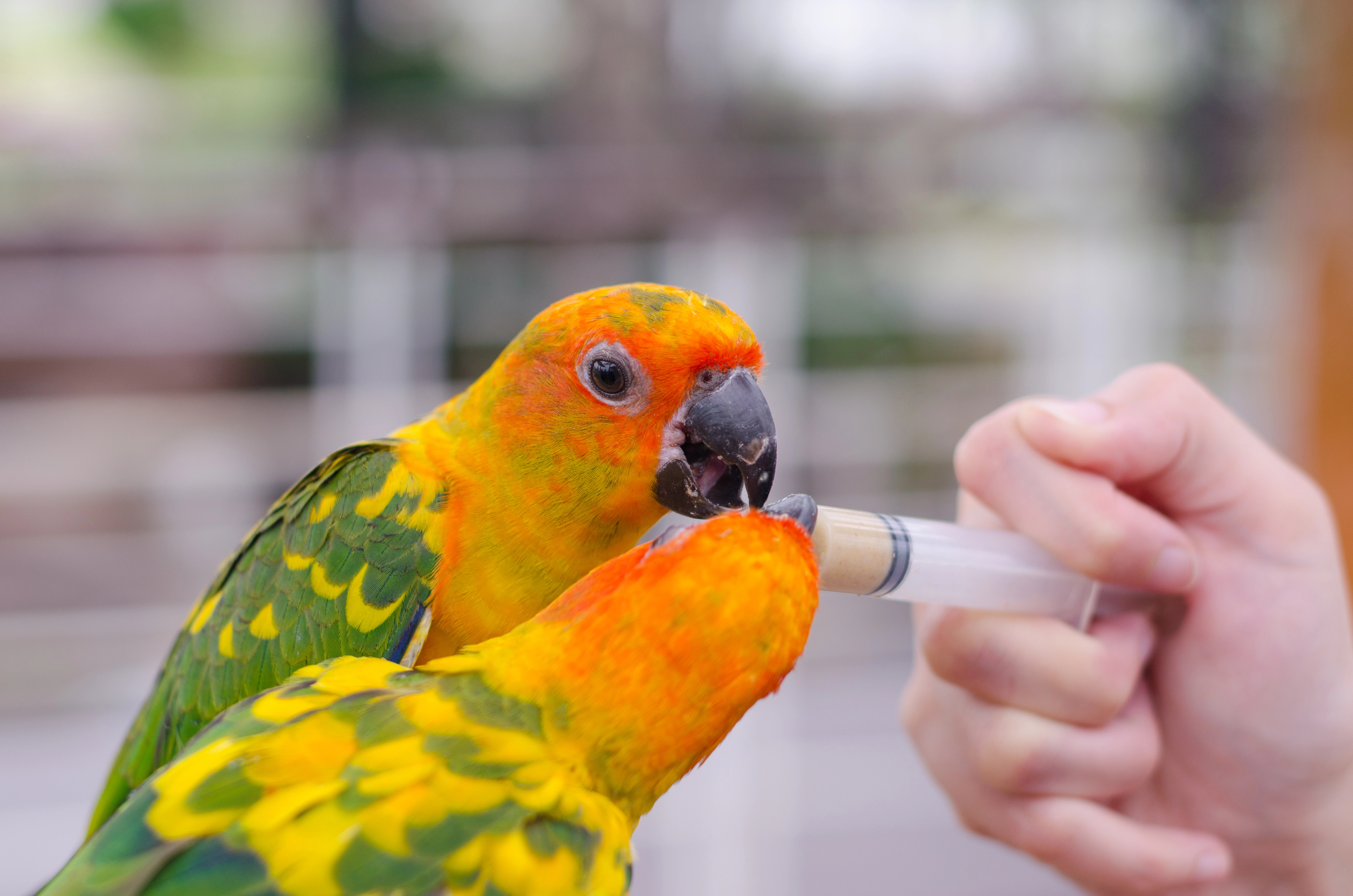 Exotic pet being cared for by veterinarian