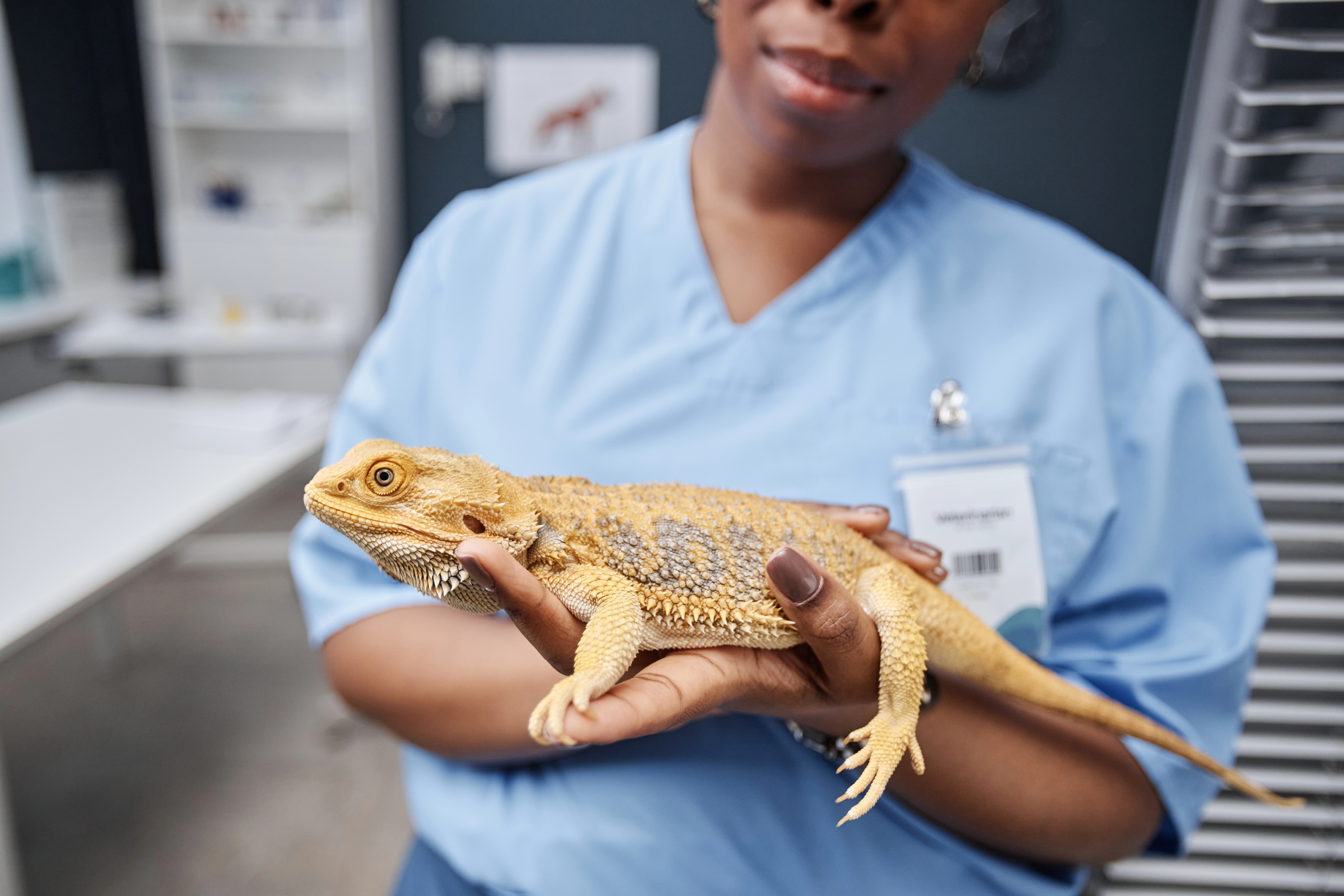 Veterinarian examining exotic pet